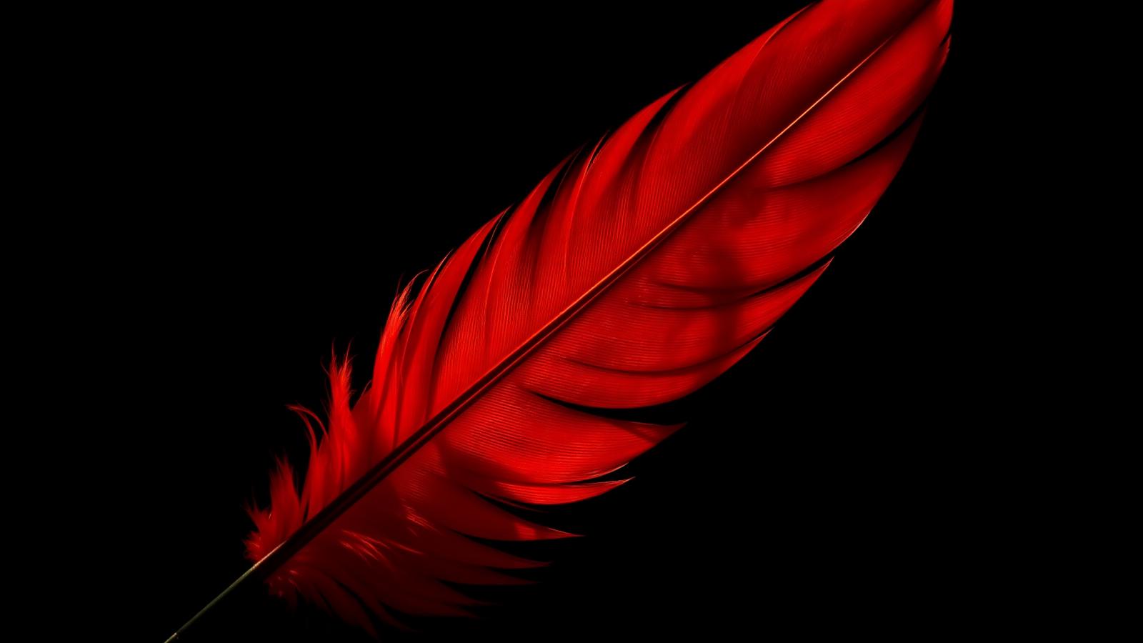 Dramatic red feather symbolizing seduction and danger